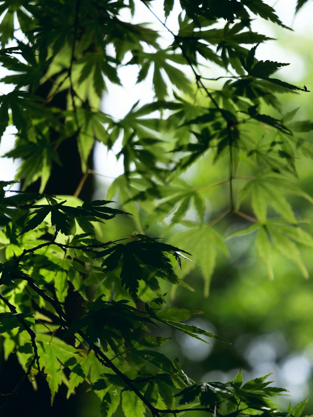 a close up of a green leafy tree