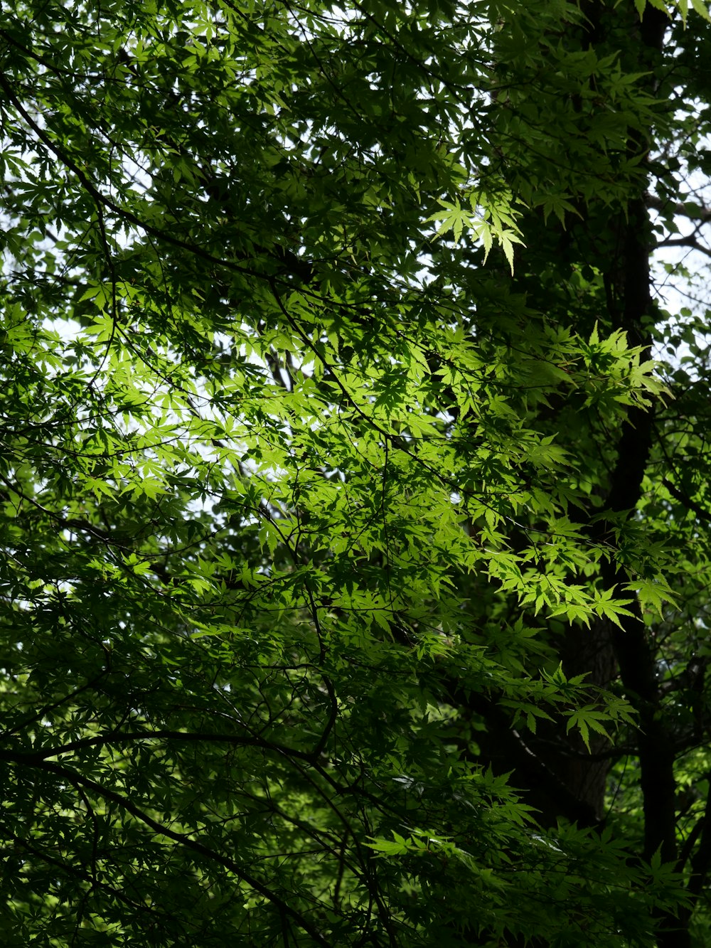 Una señal de stop en medio de un bosque