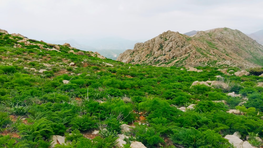 a lush green hillside covered in lots of rocks