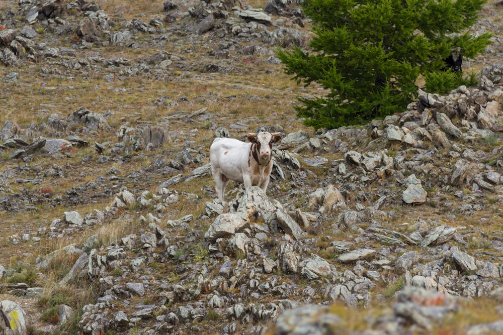 a goat standing on top of a pile of rocks