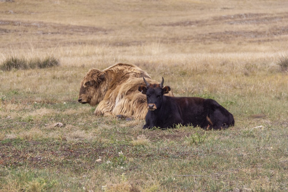 a couple of animals that are laying down in the grass