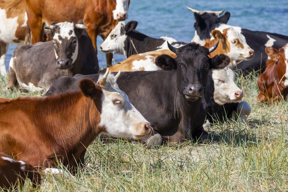 a herd of cattle standing on top of a grass covered field