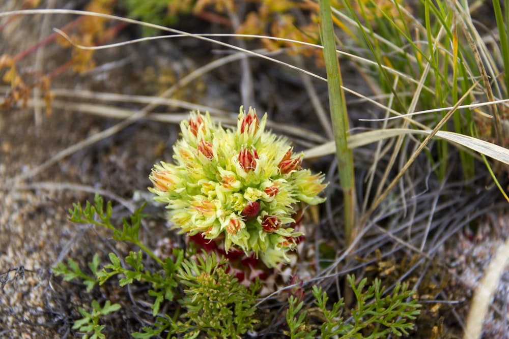 a close up of a flower on the ground