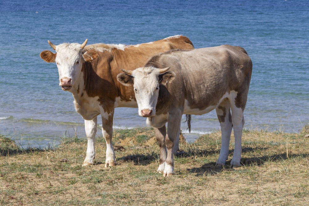 a couple of cows standing on top of a grass covered field