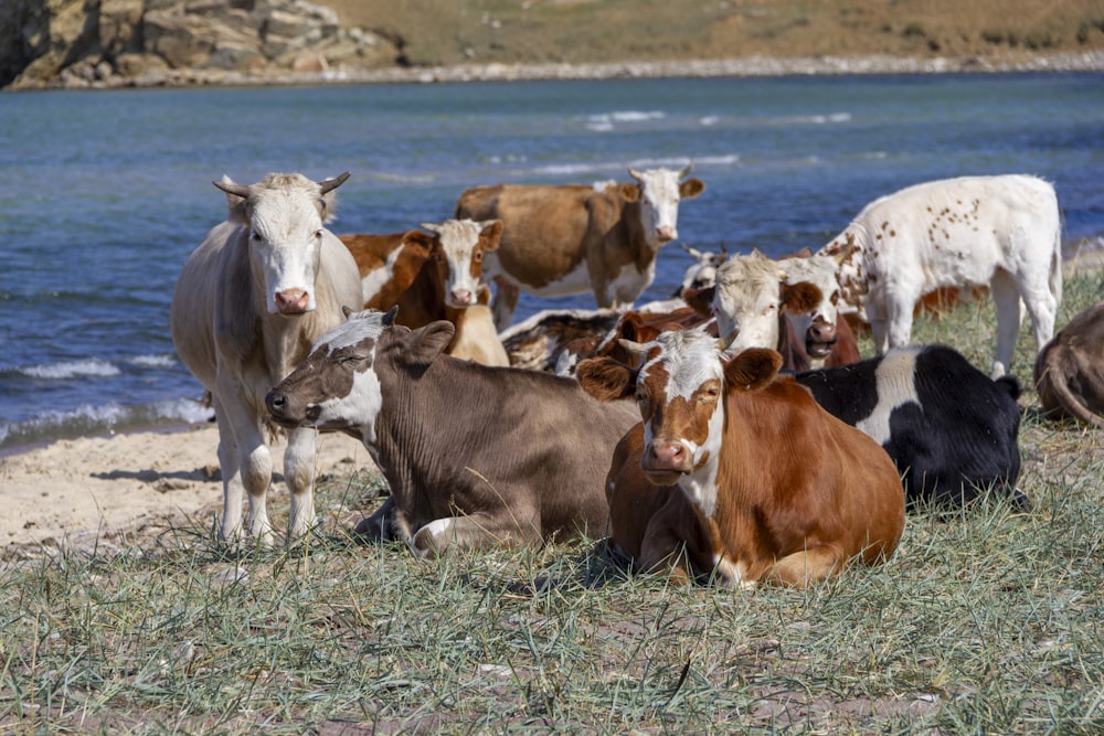 una mandria di bovini in piedi in cima a un campo coperto d'erba