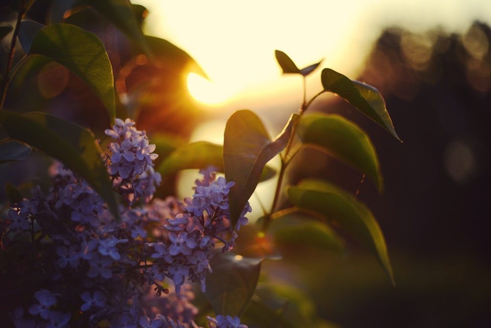 a close up of a flower with the sun in the background