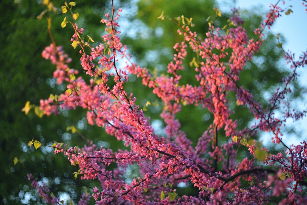 a close up of a tree with pink flowers