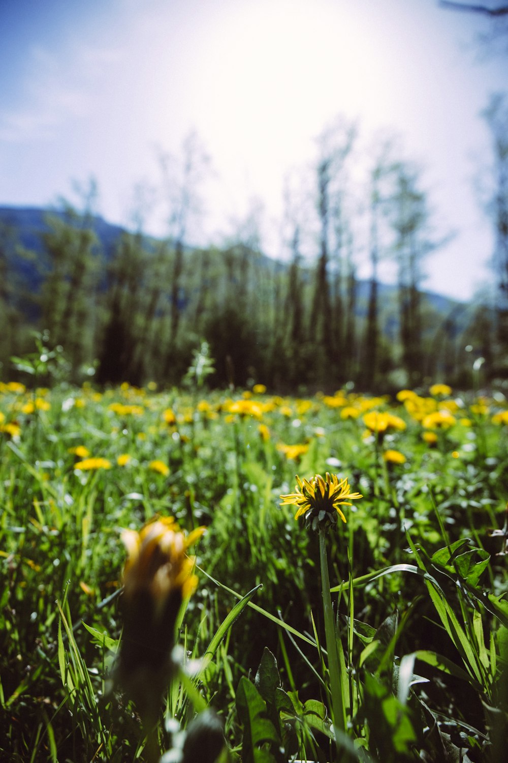 a field full of yellow flowers with a mountain in the background