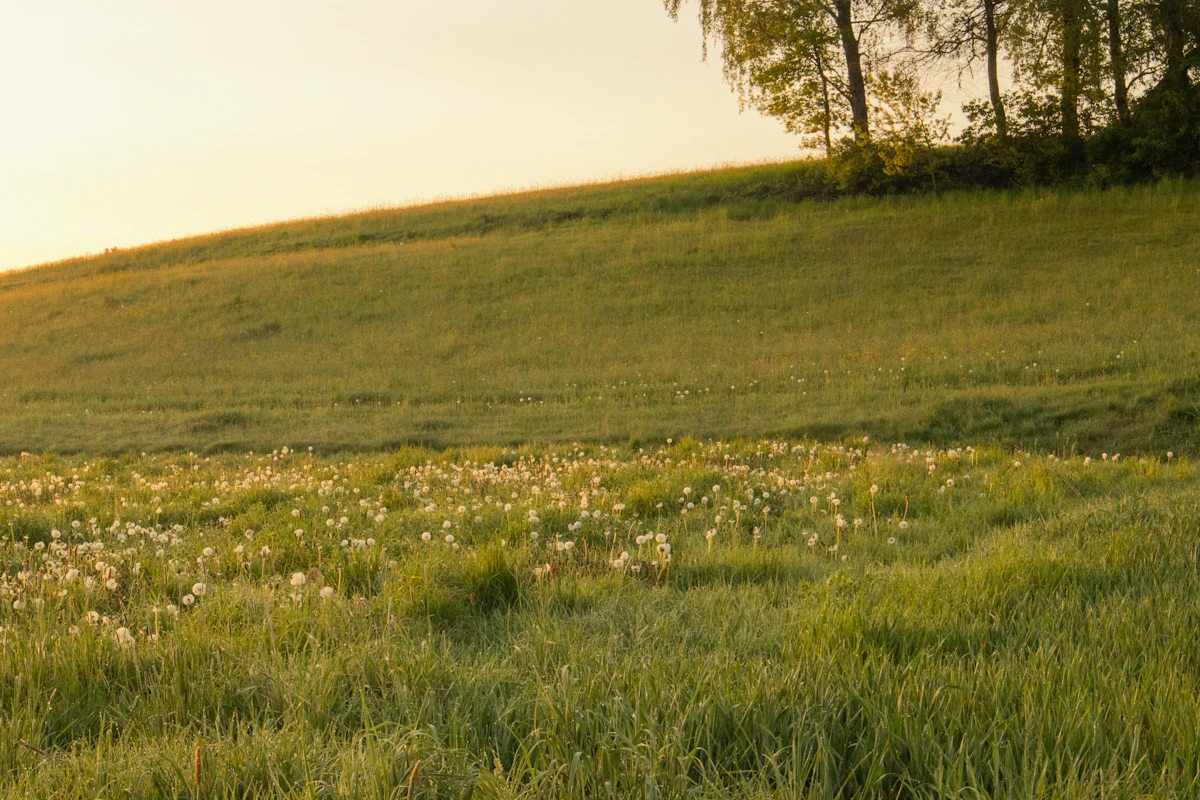 A lush green meadow at dawn, Taurus earthiness