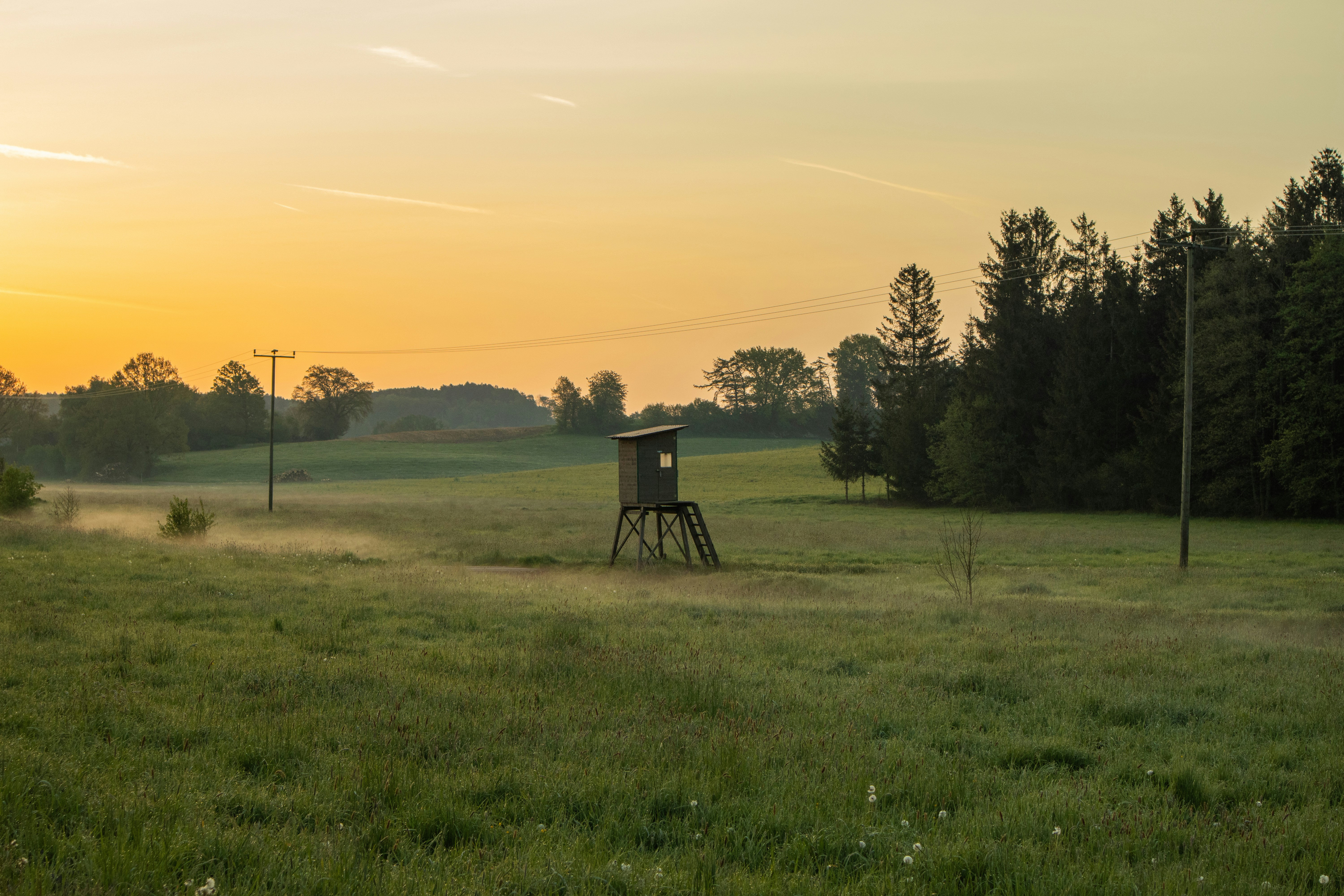 Wooden hunting blind standing in a misty green meadow.