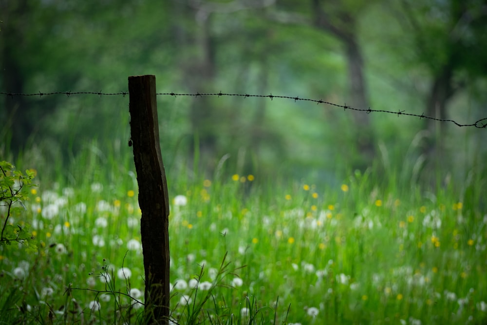 a barbed wire fence in a grassy field