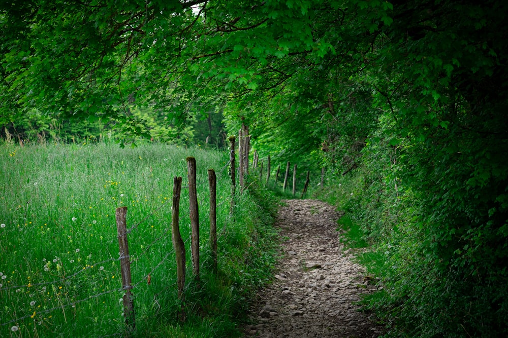 a dirt path through a lush green forest