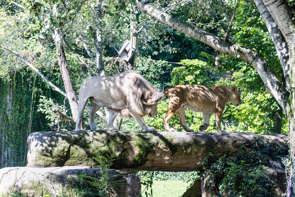 a couple of animals walking across a lush green forest