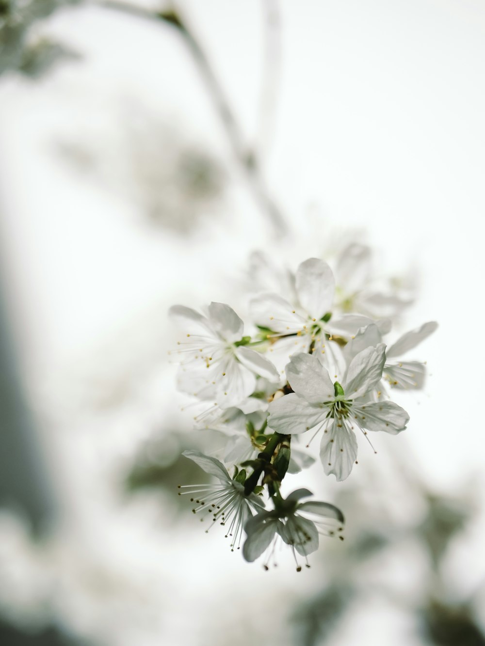a close up of a white flower on a tree