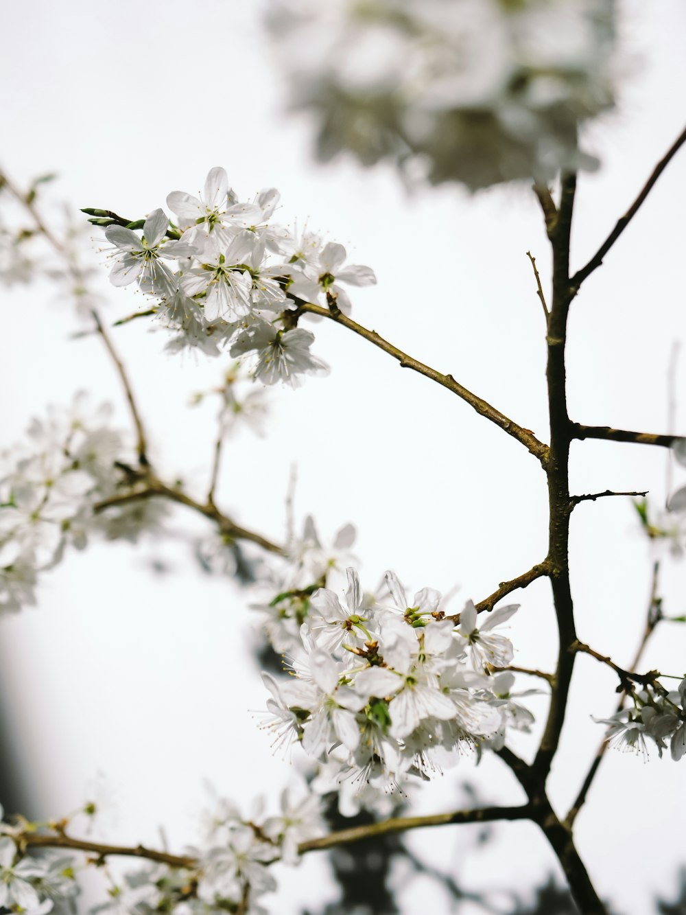 a branch of a tree with white flowers