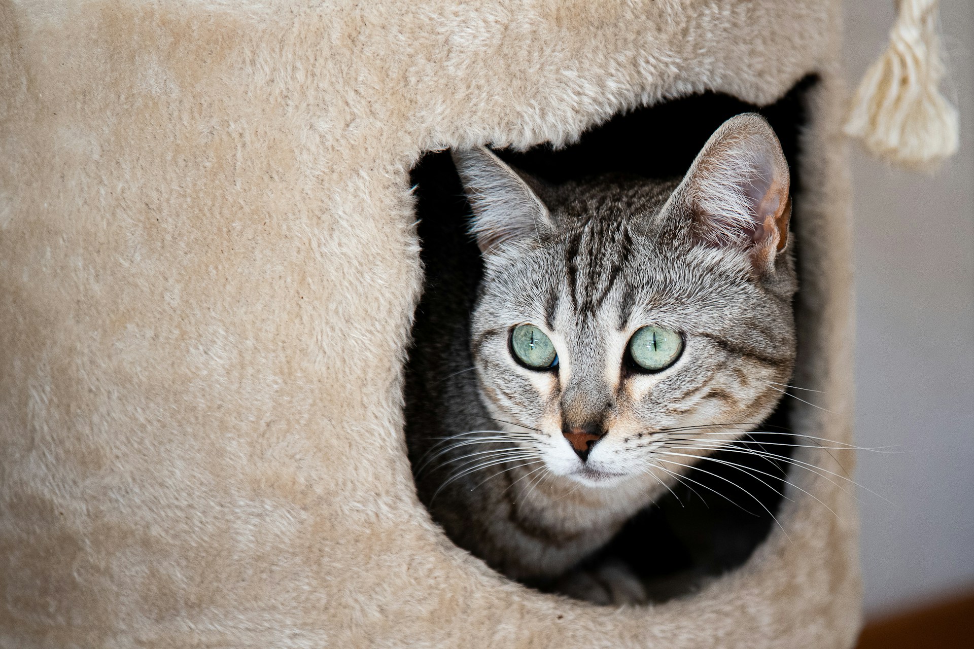 a cat is looking out of a cat tree