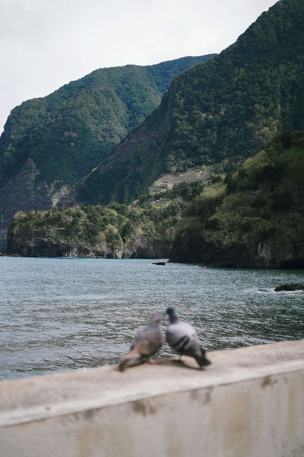 a couple of birds sitting on top of a cement wall