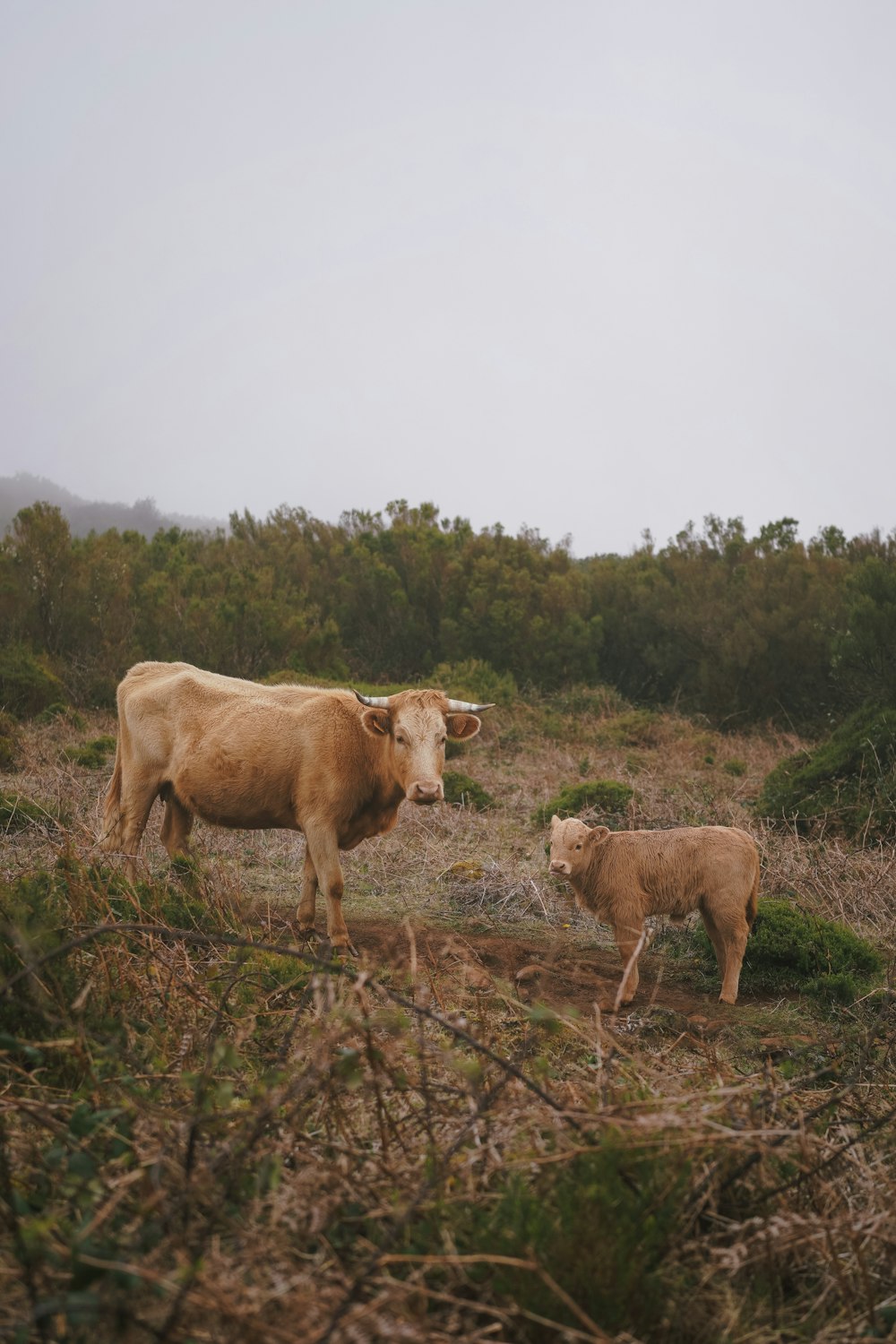 a couple of cows standing on top of a grass covered field