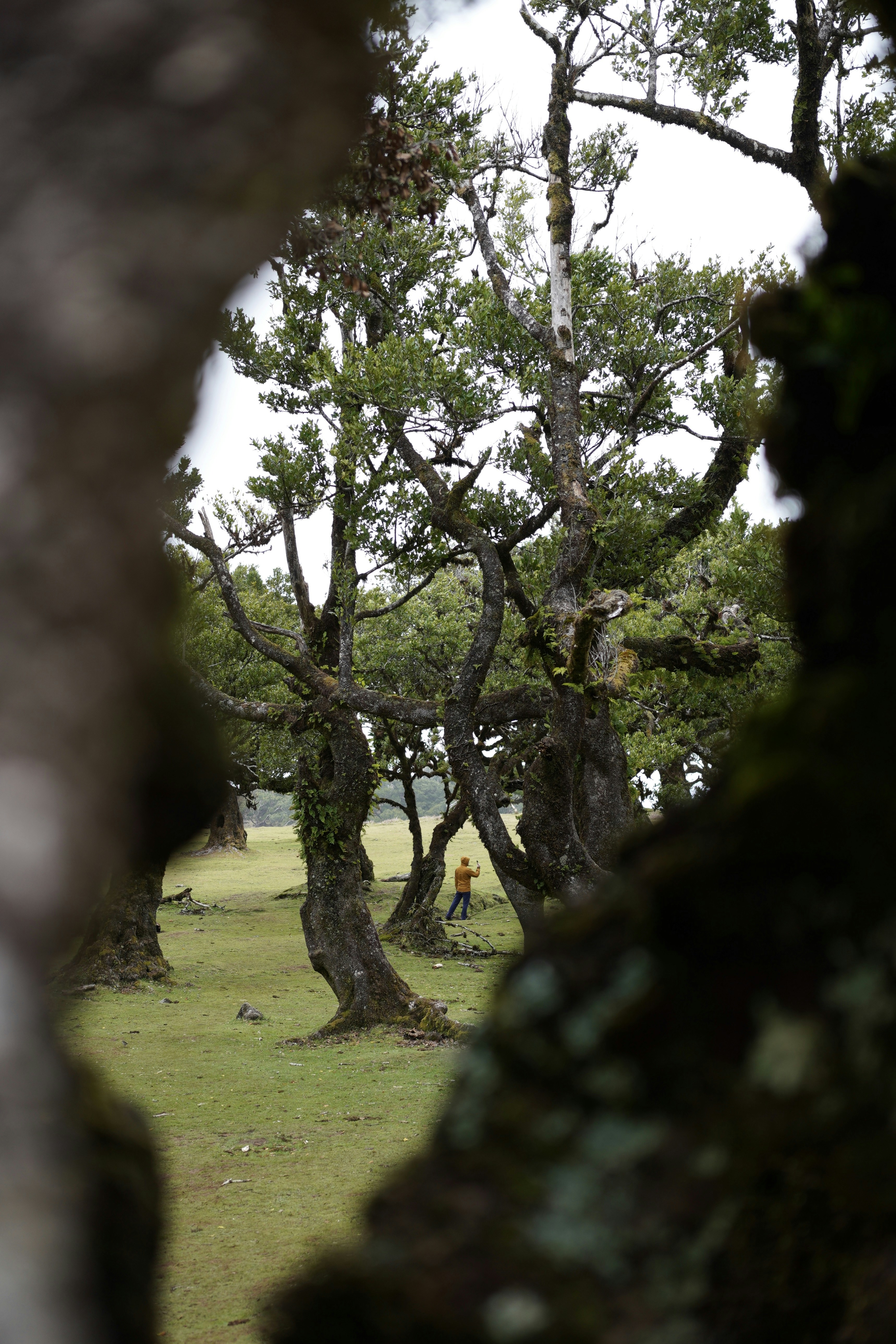 a couple of trees that are in the grass