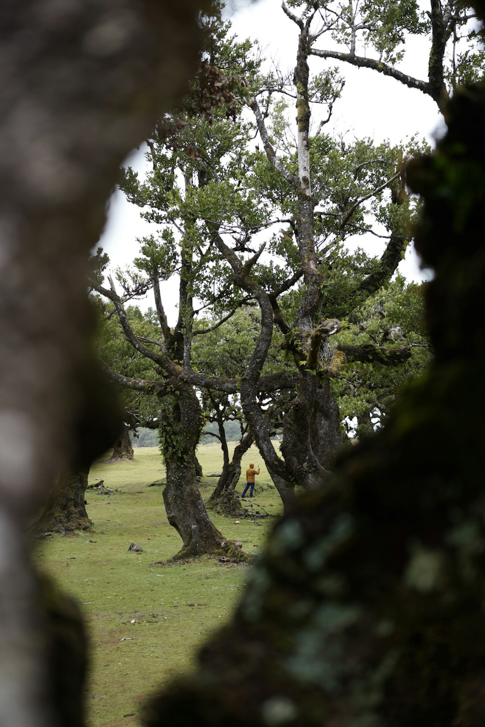 a couple of trees that are in the grass