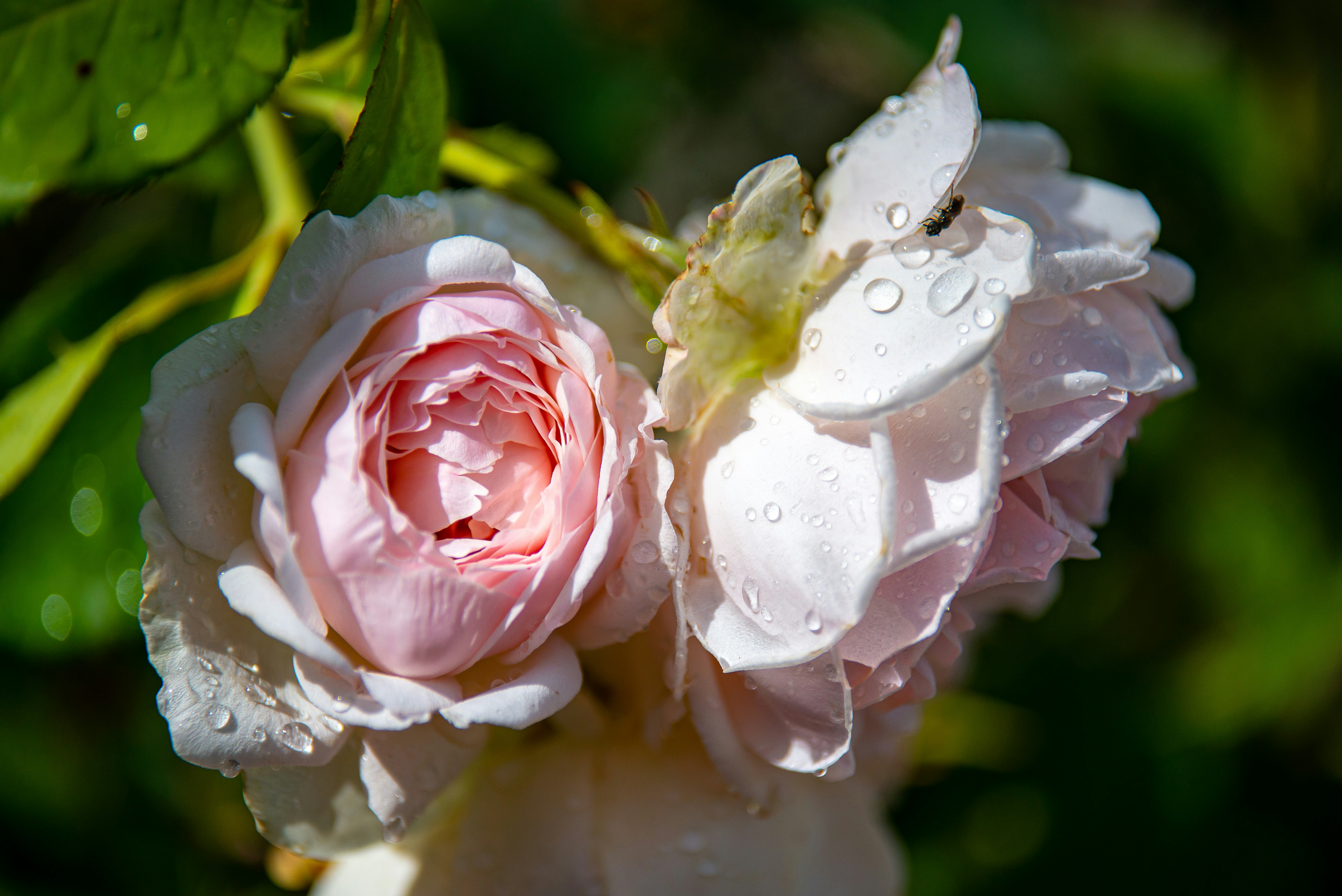 水滴がついたピンクのバラ2本