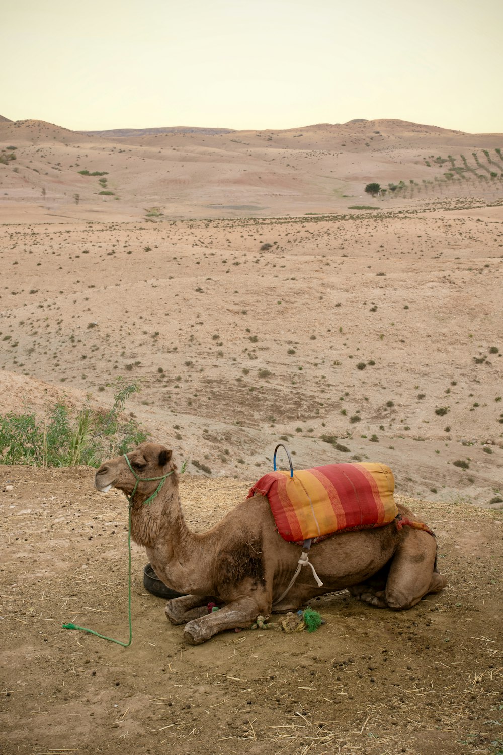 a camel with a blanket sitting in the desert