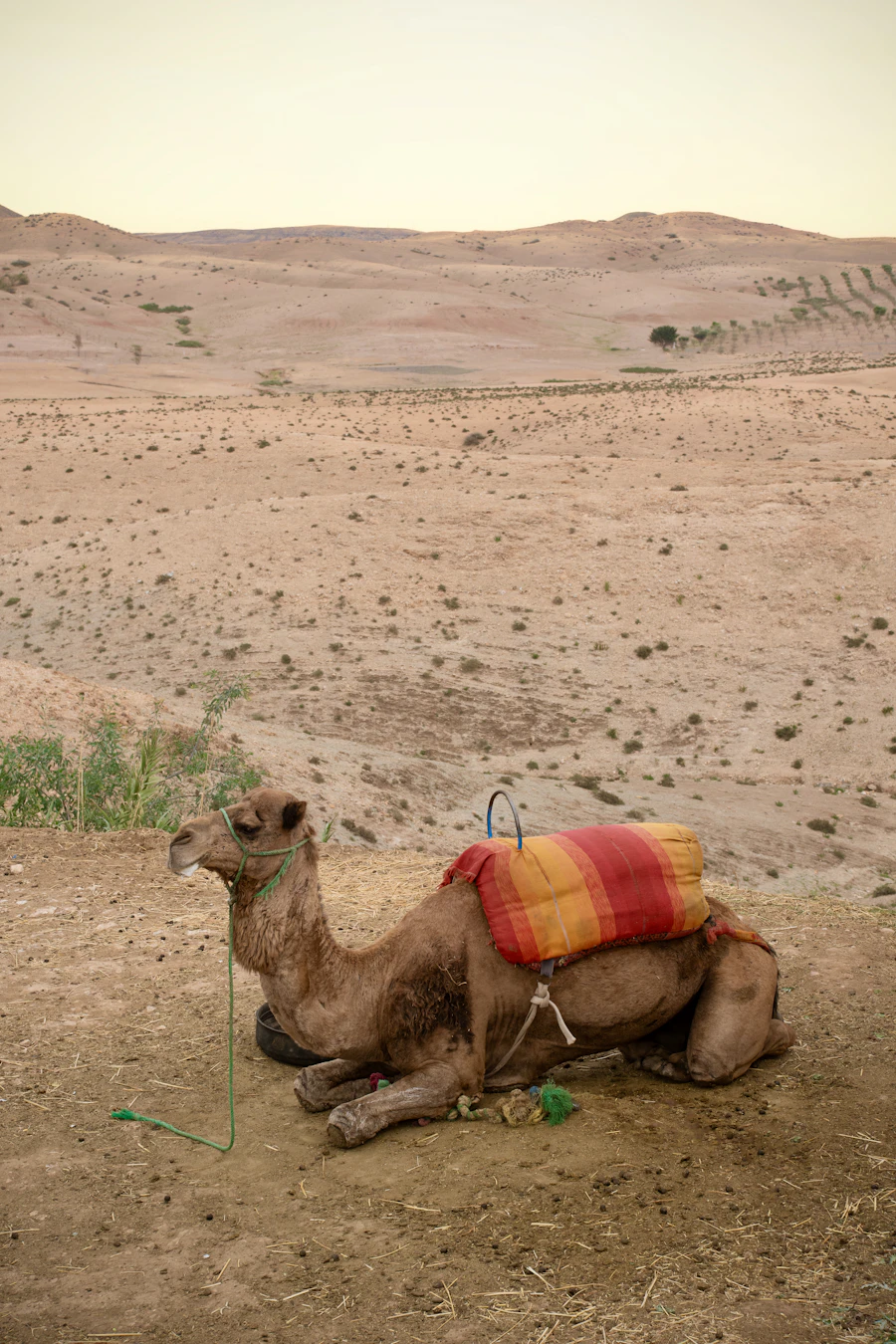Camel resting in the Agafay desert