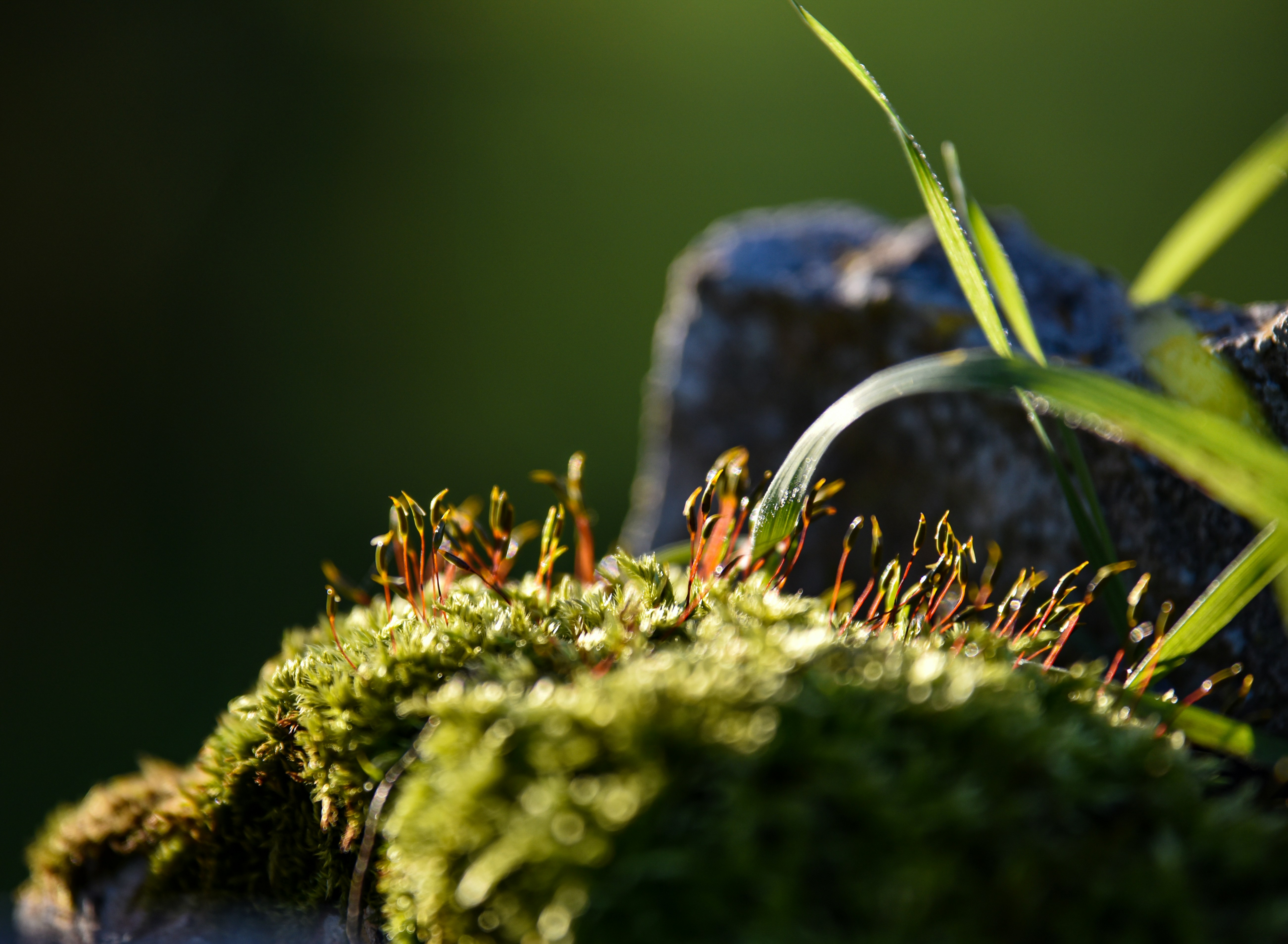岩の上に生えている苔の接写