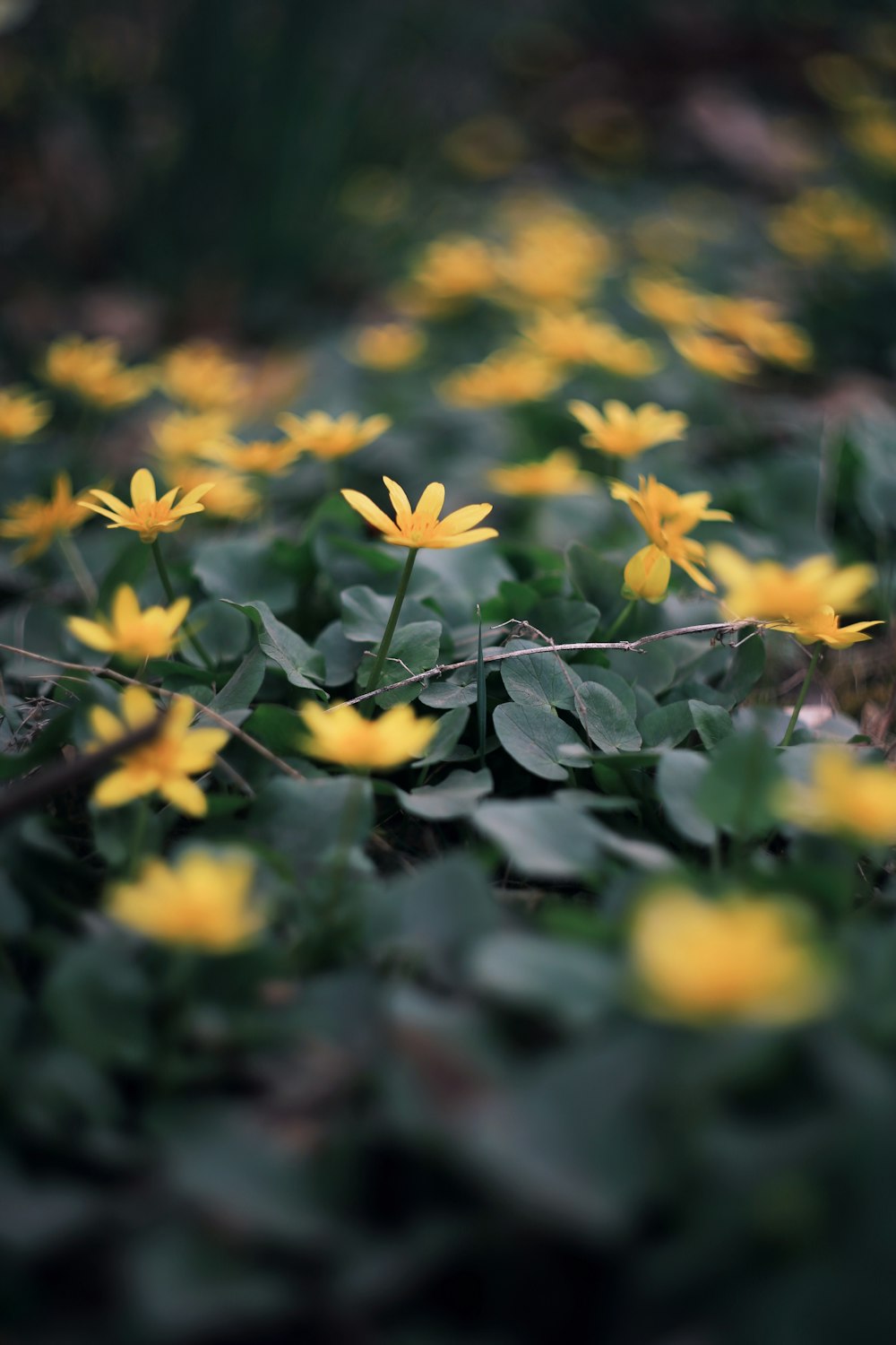 a bunch of yellow flowers that are in the grass