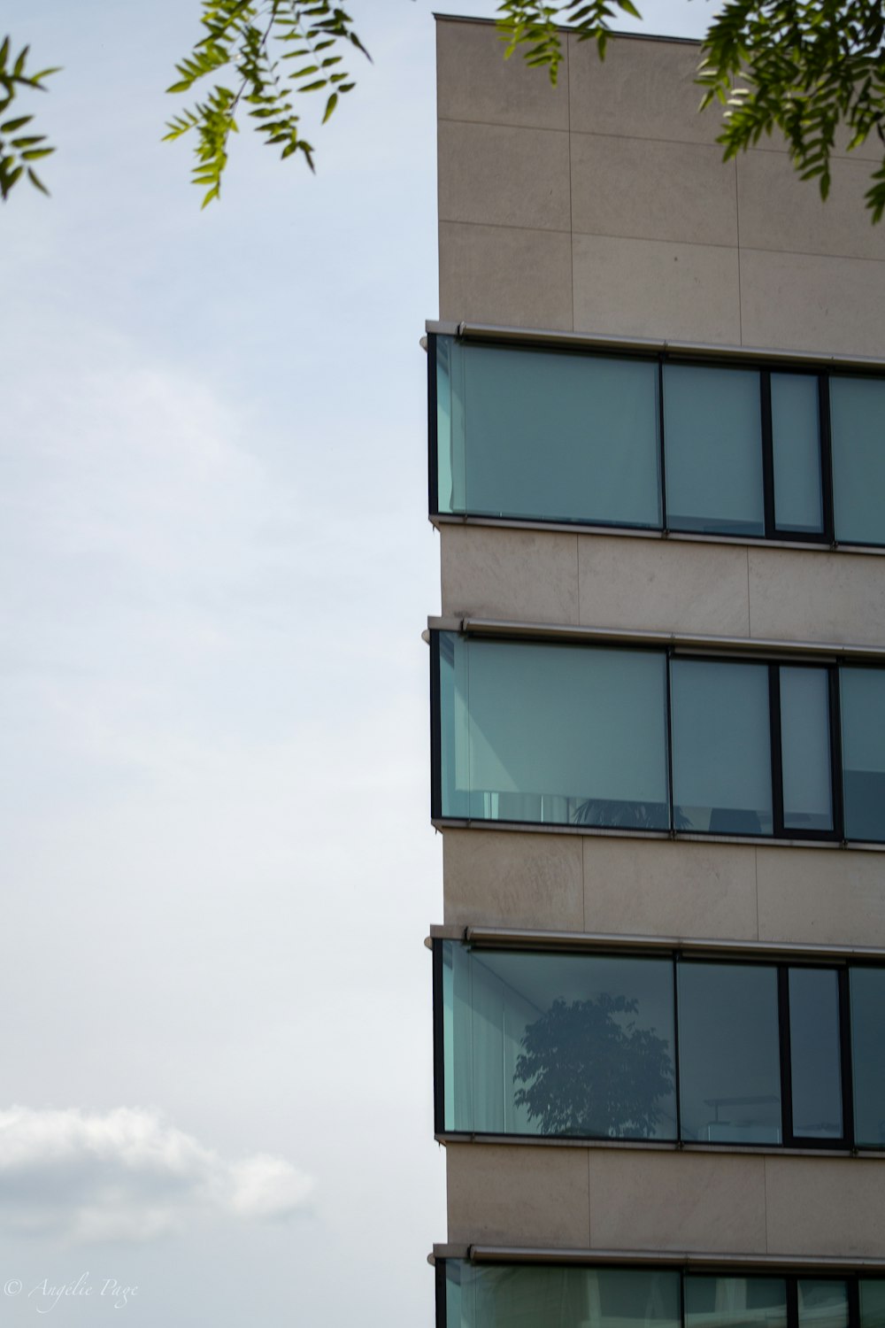 a tall building with lots of windows next to a tree