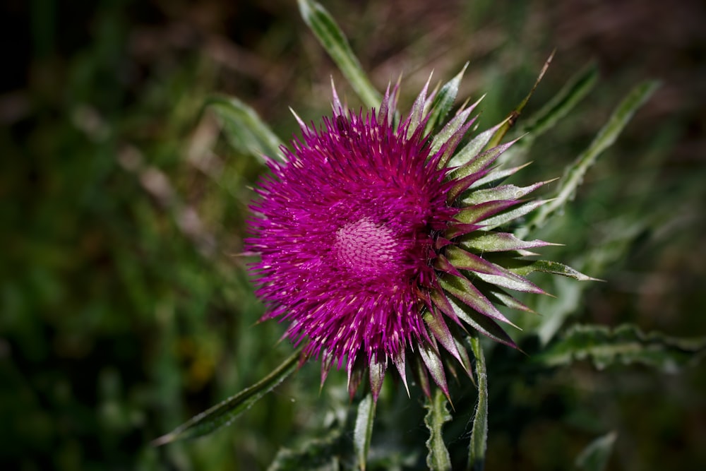 a close up of a purple flower in a field