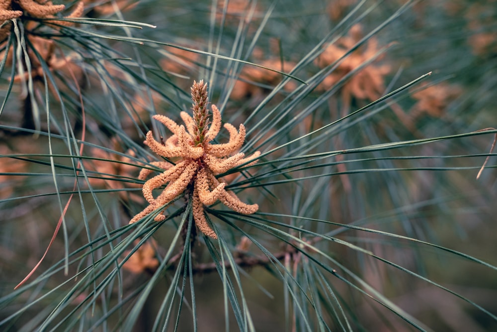 a close up of a pine tree with needles