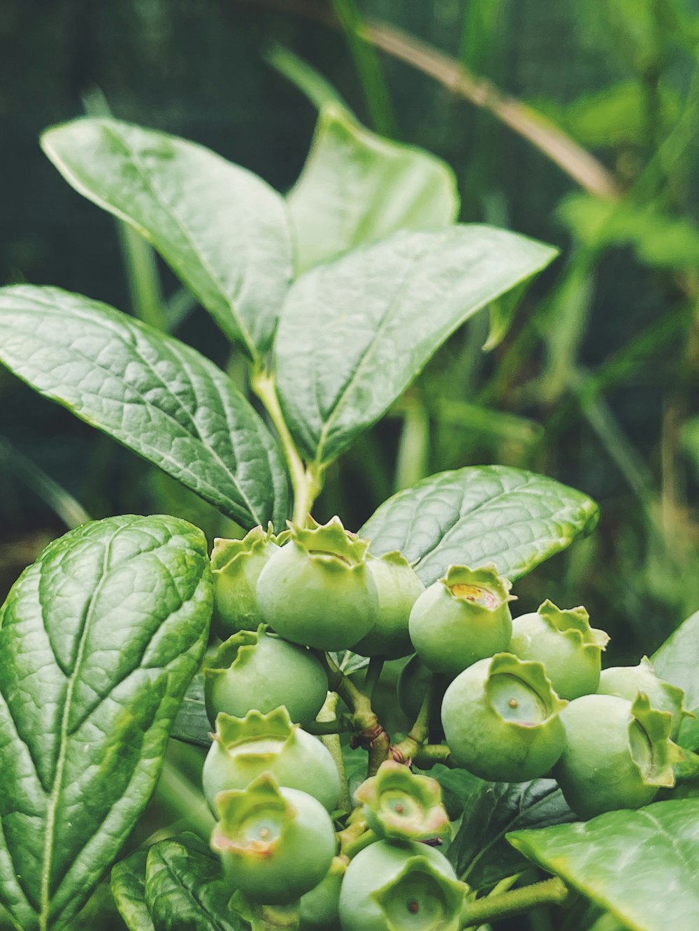 a close up of a plant with green leaves