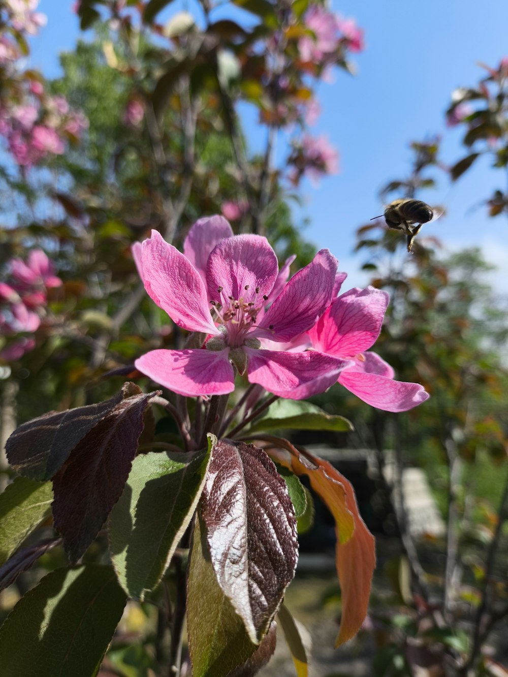 a pink flower with a bee flying over it