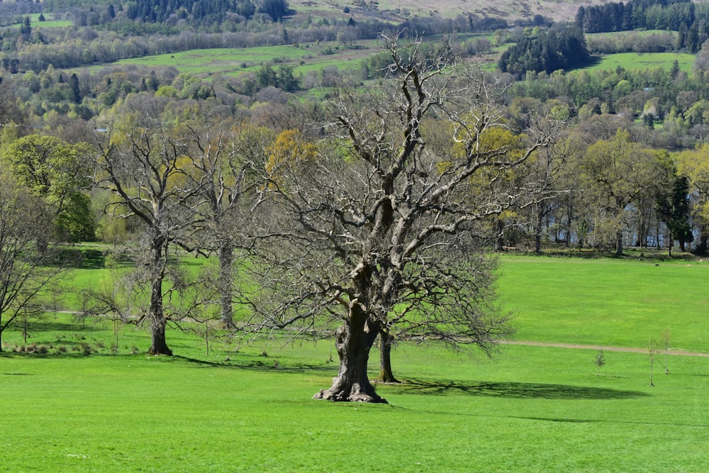 a lone tree in a green field with mountains in the background