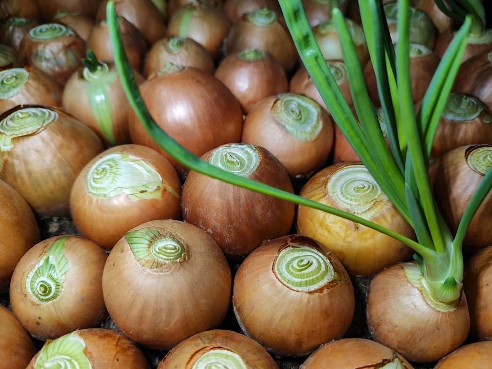 a pile of onions with green stems sticking out of them