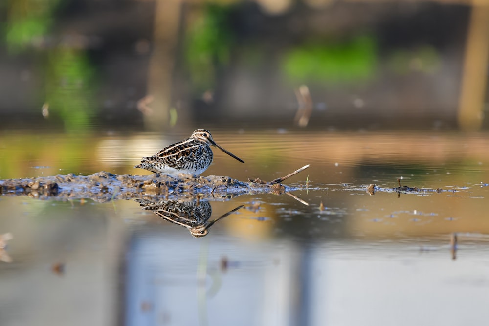 um pássaro está parado na água com seu reflexo