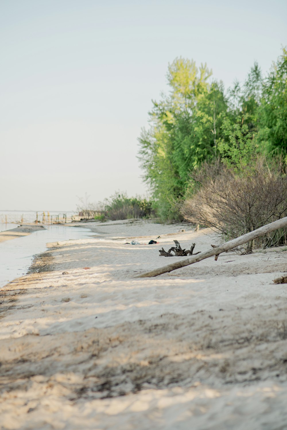 a tree branch laying on top of a sandy beach