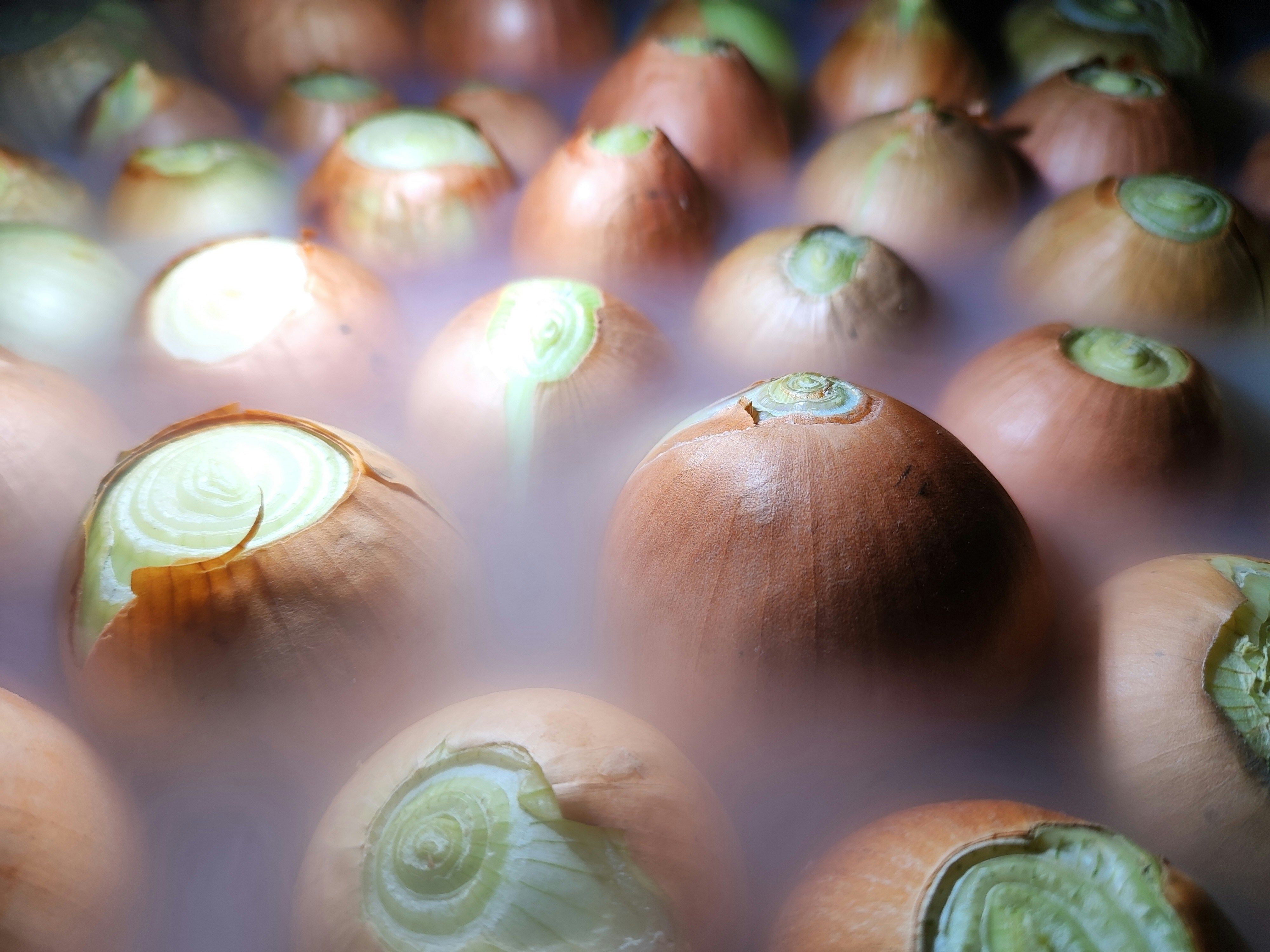 Plantas hidropónicas prósperas