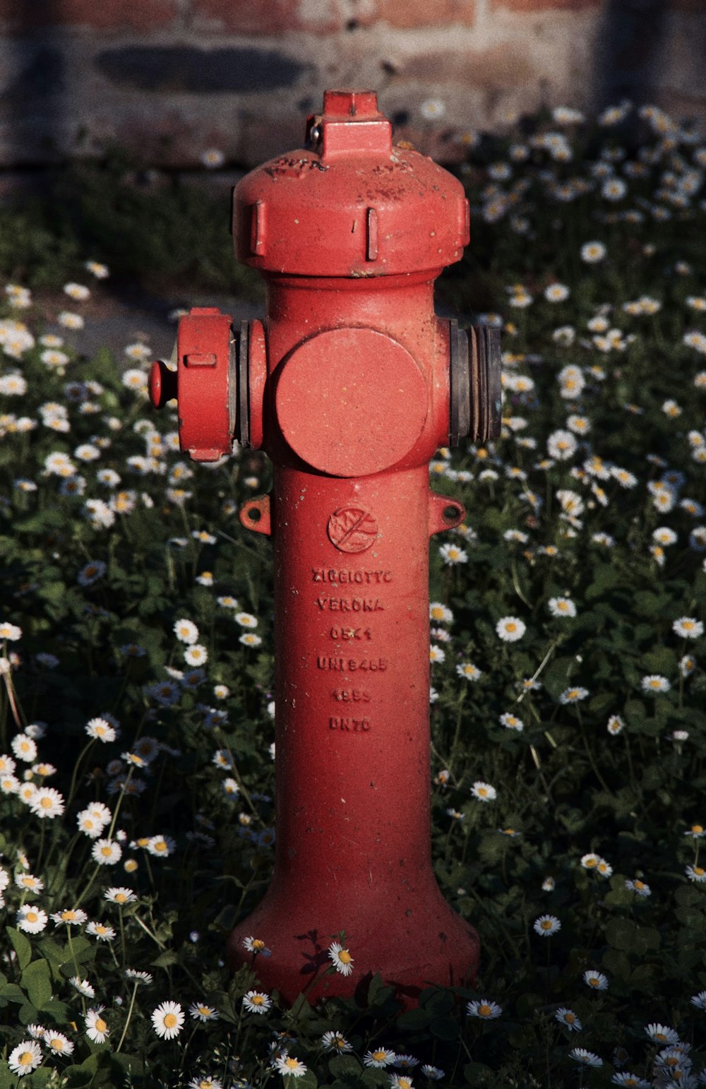 a red fire hydrant sitting in a field of daisies