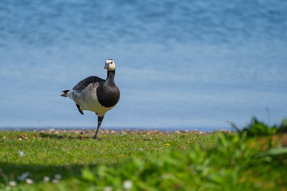 a black and white bird standing on top of a grass covered field