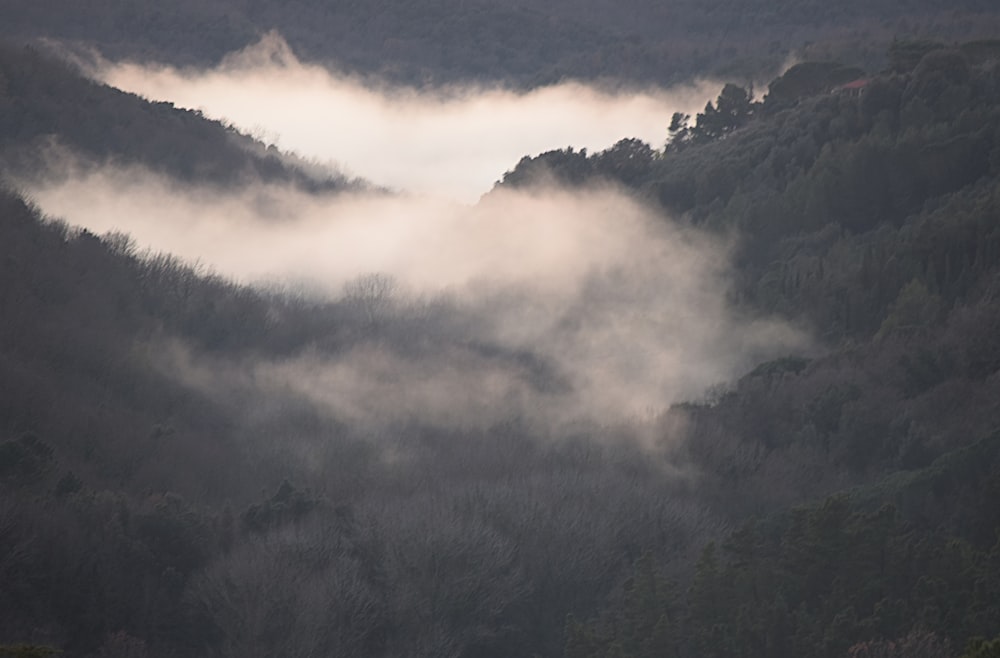 a foggy valley with trees in the distance