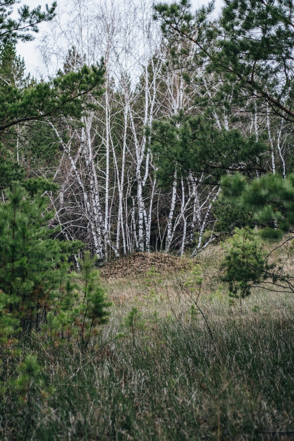 a forest filled with lots of tall trees