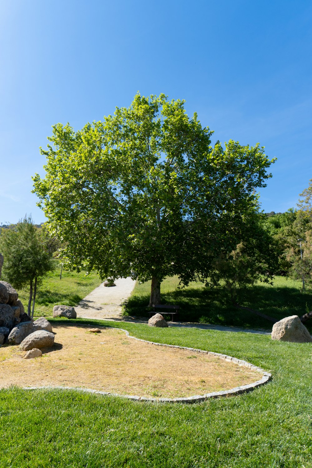 a tree and some rocks in a grassy area