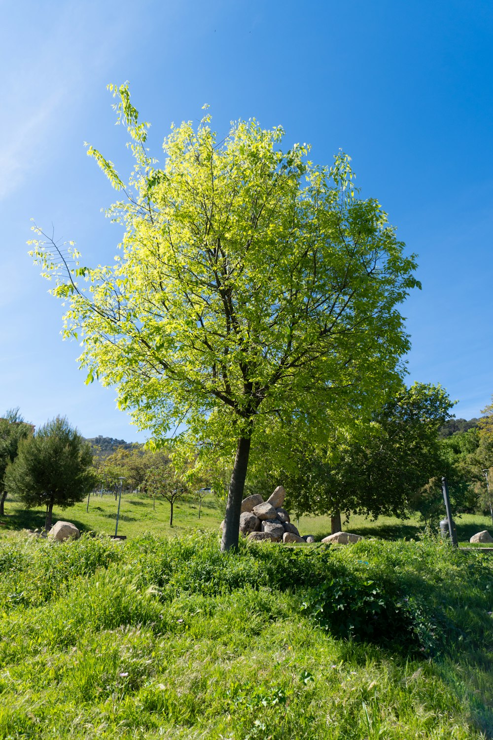 a tree in a grassy field with rocks in the background