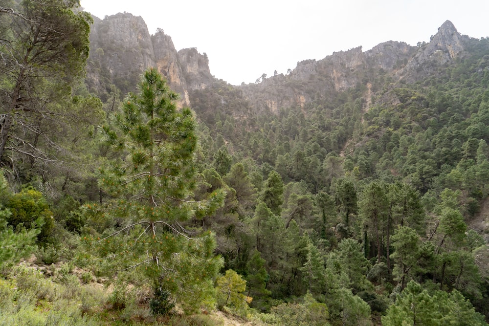 Une forêt remplie de beaucoup d’arbres verts