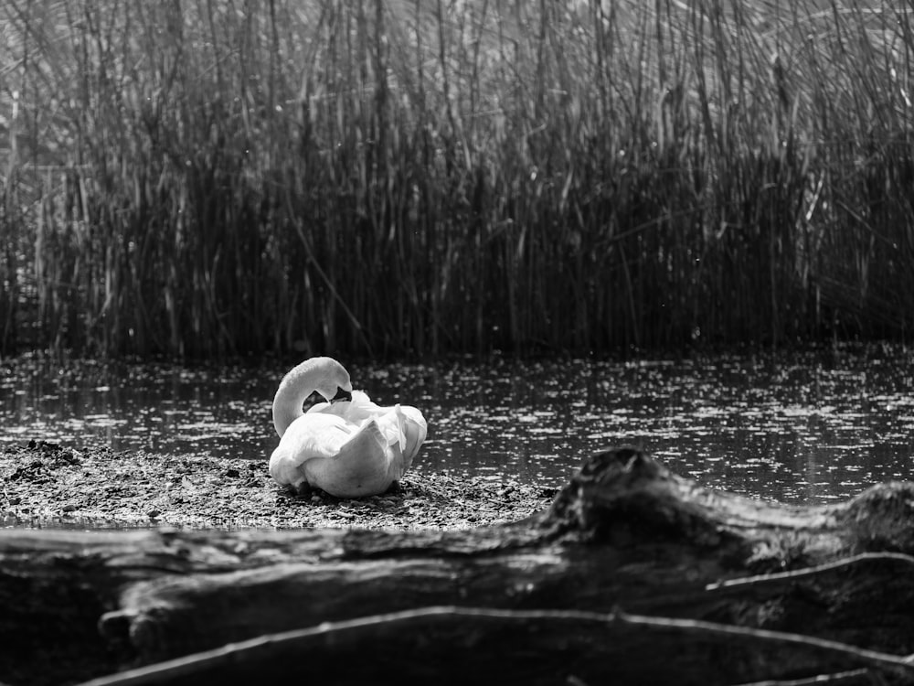 a black and white photo of a swan in the water