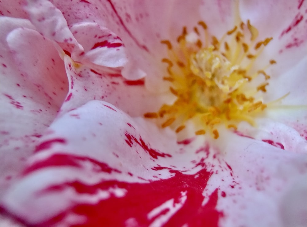 a close up of a pink and white flower