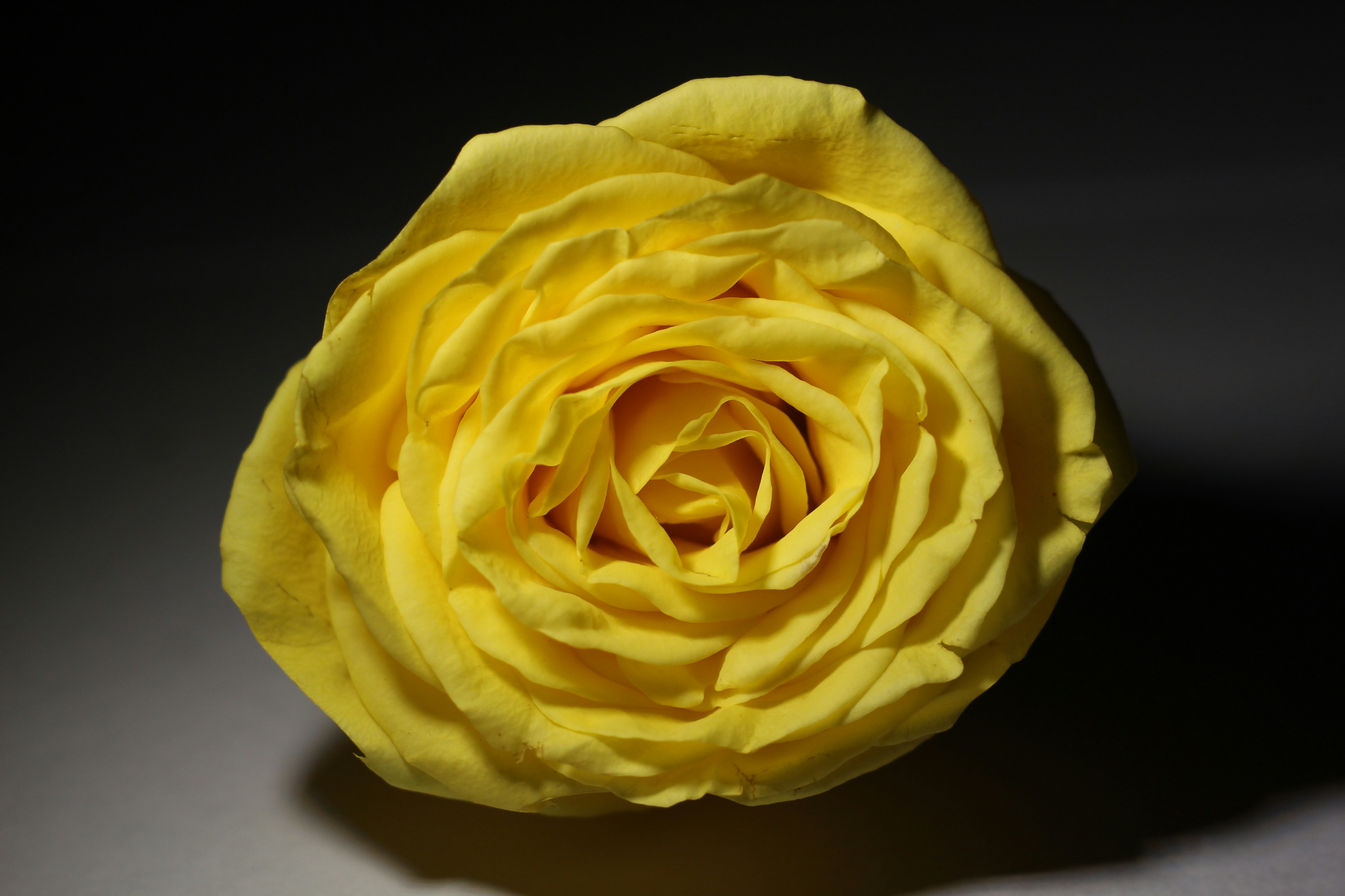 rose petals wallpaper, wallpaper, Toner Air Mawar: Manfaat, Cara Pakai, dan Tips 6