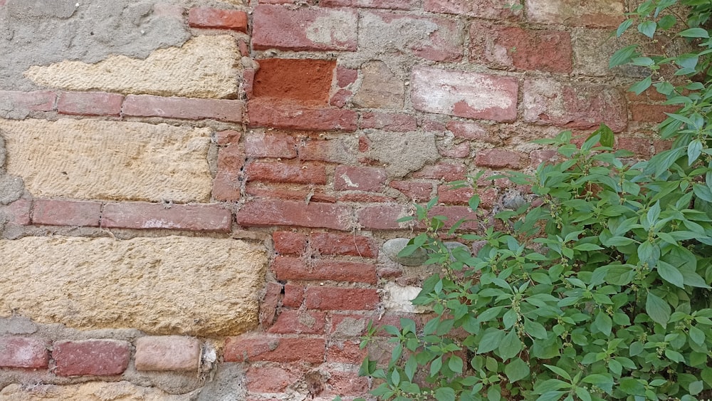 a brick wall with a plant growing out of it